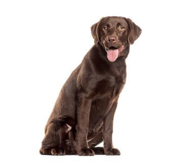 Çikolata labrador retriever beyaz arka planda dili dışarıda oturuyor.
