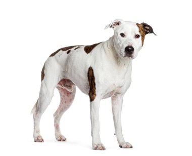 Kas rengi kahverengi ve beyaz Amerikan Stadyumu teriyeri hareketsiz duruyor.