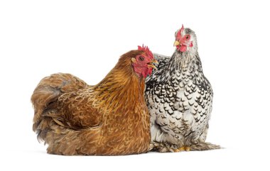 Kahverengi tavuk ve beyaz arka planda oturan ve öten siyah beyaz tavuk.