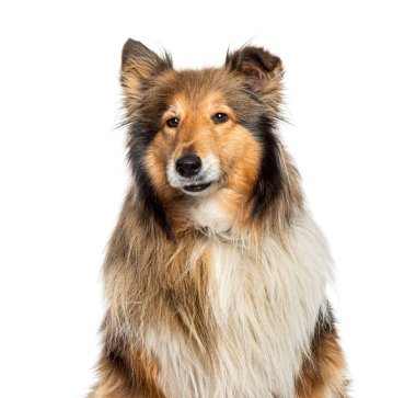 Güzel kaba çoban köpeği beyaz bir arka planda oturuyor ve meraklı görünüyor.