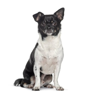 Siyah beyaz kısa saçlı chihuahua oturuyor ve kameraya bakıyor.