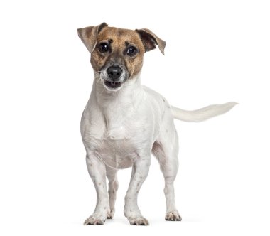 Beyaz arka planda duran Jack Russell Terrier mutlu görünüyor.