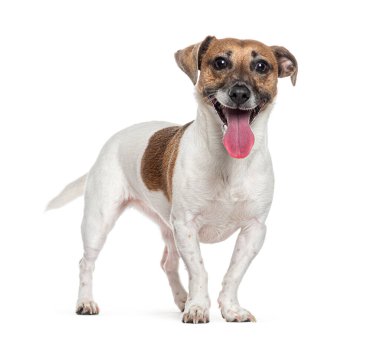 Mutlu Jack Russell Terrier ayakta ve soluk soluğa beyaz arka planda