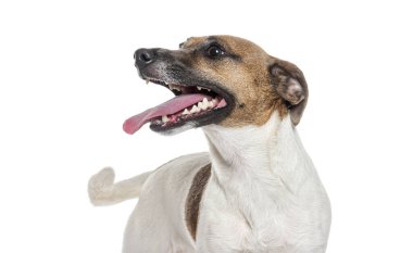 Mutlu Jack Russell Terrier beyaz arka planda dilini dışarı çıkarıyor.