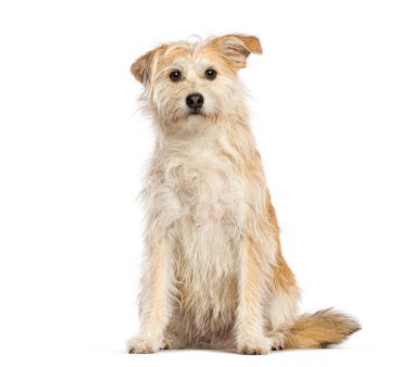 Sevimli melez köpek oturuyor ve sabırla beyaz bir arka plan bekliyor.