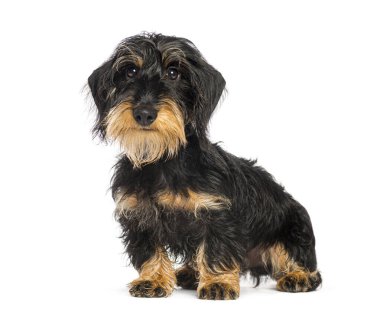 Genç tel saçlı daksund oturuyor ve beyaz bir arka planda meraklı görünüyor.