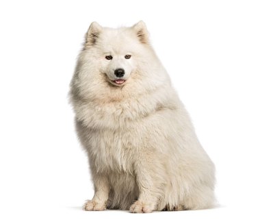 Güzel samoed köpek beyaz arka planda oturuyor ve nefes nefese