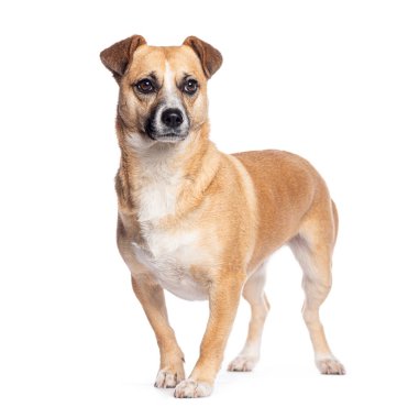 Kahverengi ve beyaz melez köpek. Ağzı kapalı, yan tarafa bakıyor.