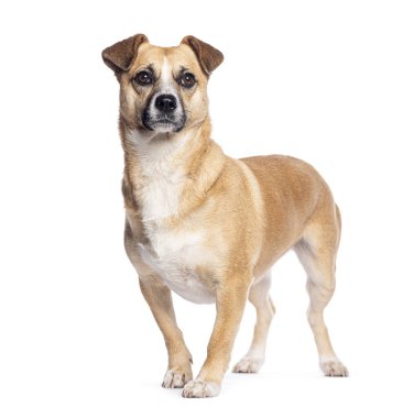 Karışık cins köpek dikilip beyaz arka plandaki kameraya bakıyor.