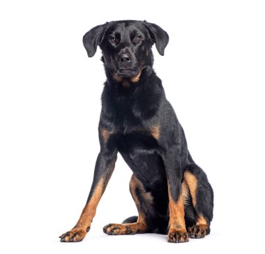 Genç güzel köpek beyaz bir arka planda oturuyor ve dikkatli görünüyor.