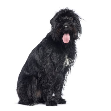 Melez köpek soluklanıyor ve beyaz arka planda otururken meraklı görünüyor.