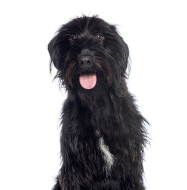 Uzun saçlı siyah köpek meraklı görünüyor ve dili dışarıda nefes nefese.