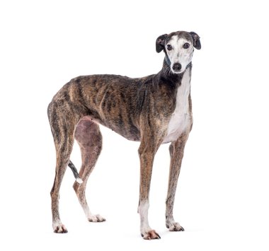 Güzel, yetişkin İspanyol tazısı beyaz arka planda duruyor ve kameraya bakıyor.