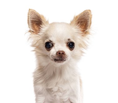 Beyaz arka planda poz veren küçük bir chihuahua köpeğinin vesikalığı.