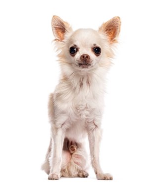 Beyaz chihuahua köpeği yerde oturuyor ve bakıyor.