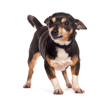 Yüzünde ciddi bir ifade olan küçük siyah ve esmer bir köpek dört ayak üstünde duruyor.