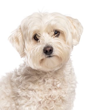Beyaz bir arka planda meraklı görünen sevimli Malta köpeği.