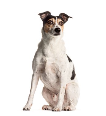 Melez bir köpeğin portresi oturuyor, beyaz bir arka planı var.