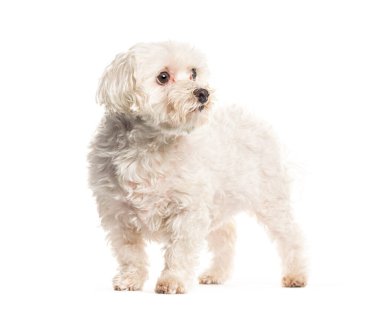 Kürklü şirin beyaz köpek, saf beyaz bir arka plana karşı izole bir şekilde dikiliyor.
