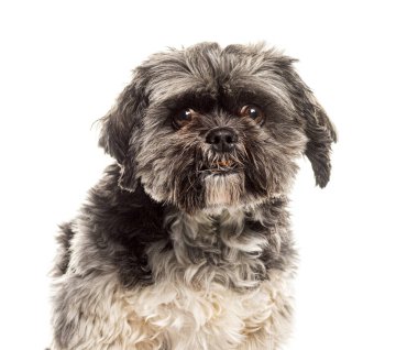 Şirin bir shih tzu 'nun yakın çekimi. İfade eden gözleri ve tüylü kürkü var, beyaz üzerinde izole edilmiş.