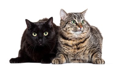 Süslü, siyah bir kedi ve çizgili bir tekir kedinin portresi.