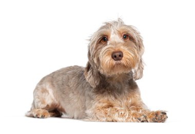 Sevimli, genç, tel saçlı dachshund köpeği beyazı izole edip rahatlatıyor.