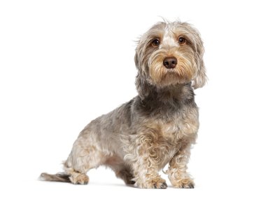 Sevimli, genç, tel saçlı dachshund köpeği beyazı izole edip rahatlatıyor.