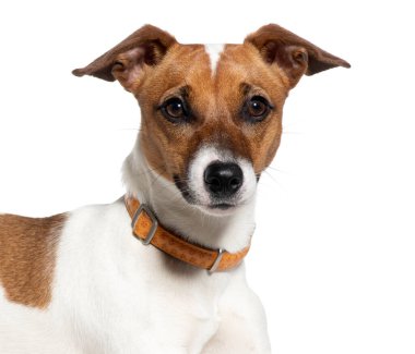 Yakalı bir Jack Russell Terrier 'ın yakın çekimi, dikkatle bakıyor, beyaz üzerinde izole edilmiş.