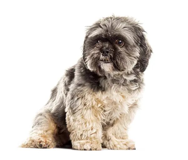 stock image Cute shih tzu with fluffy fur sits attentively against a clean white backdrop, looking at the camera