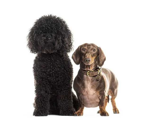 stock image Portrait of a fluffy black poodle and a sleek brown dachshund together against a white background