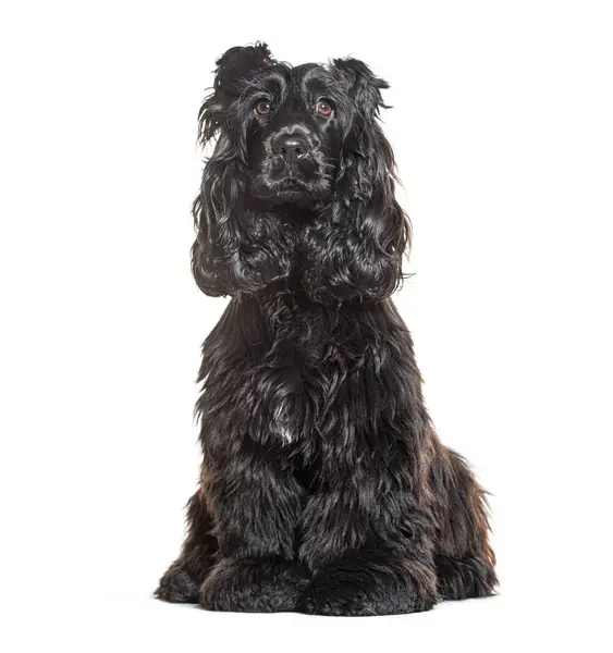 stock image Portrait of a purebred black cocker spaniel sitting gracefully, isolated on white