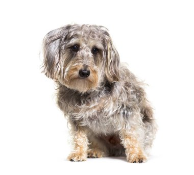 Meraklı tel saçlı dachshund köpeği oturuyor ve beyaz bir arka plan bekliyor.