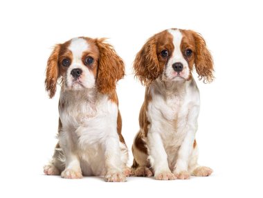 İki sevimli şövalye kral Charles spaniel köpek yavruları sabırla oturup beyaz bir arka planda köpek cazibesini somutlaştırıyorlar.