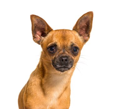 Küçük kahverengi kısa saçlı chihuahua köpeği beyaz arka planda poz veriyor.