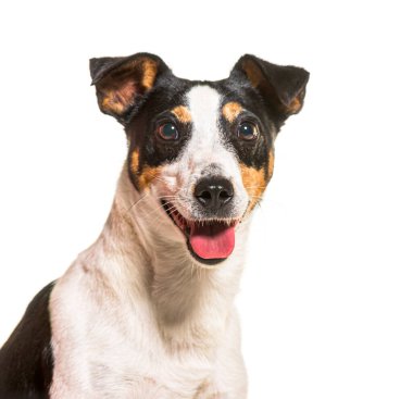 Rahip Russell Terrier köpeği nefes nefese ve ağzı açık mutlu görünüyor.