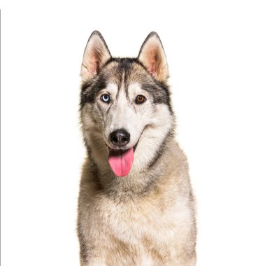 Sibirya köpeği soluk soluğa ve kameraya bakıyor.