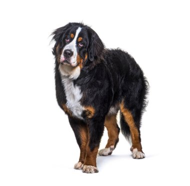 Bernese dağ köpeği beyaz bir arka planda duruyor kameradan başka tarafa bakıyor.