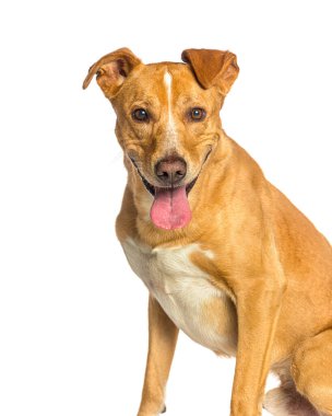 Kahverengi ve beyaz köpek otururken mutlu bir nefes alıyor.
