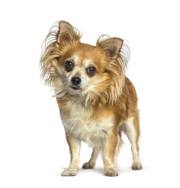 Beyaz arka planda duran uzun saçlı chihuahua meraklı görünüyor.