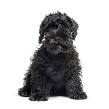 Şirin siyah minyatür schnauzer köpeği oturuyor ve meraklı görünüyor.