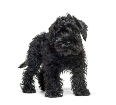 Beyaz arka planda duran siyah minyatür schnauzer köpek yavrusu.