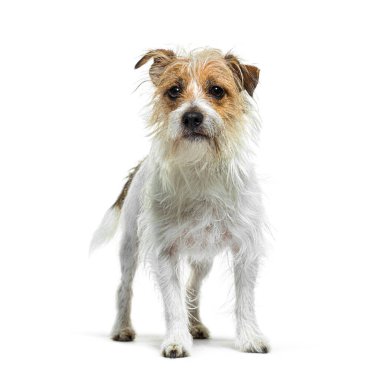 Islak Jack Russell Terrier beyaz bir arka planda dikilip bize bakıyor.