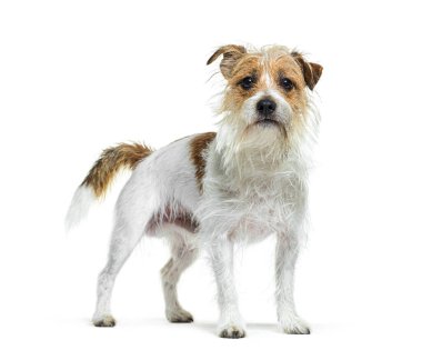 Islak Jack Russell Teriyeri beyaz arka planda dikiliyor ve tetikte bekliyor.