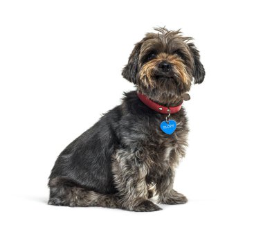 Kırmızı yakalı, mavi etiketli melez köpek beyaz arka planda oturuyor.