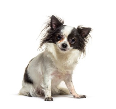 Uzun saçlı chihuahua beyaz arka planda oturuyor ve meraklı görünüyor.