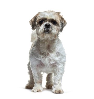 Shih tzu beyaz arka planda durup kameraya bakıyor.