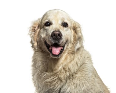 Golden Retriever soluyor ve beyaz arka planda mutlu görünüyor.