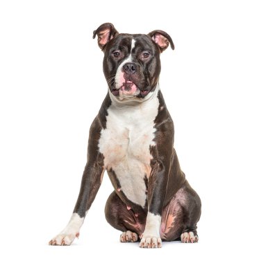 Amerikan Staffordshire Terrier, 2 yaşında, beyaz arka plan önünde oturan