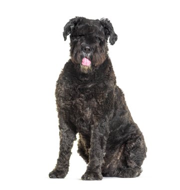 Bouvier des flandres 'in köpeği dili dışarıda, beyazın üzerinde izole bir şekilde oturuyor.