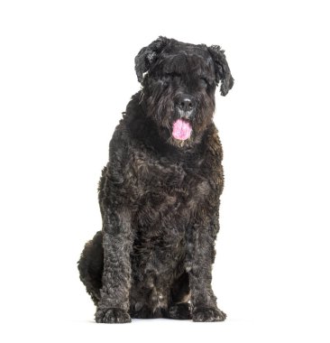 Büyük siyah köpek Bouvier des flandres yerde oturup sahibiyle uzun bir yürüyüşten sonra soluk soluğa kalıyorlar.